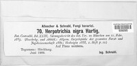 Herpotrichia nigra image